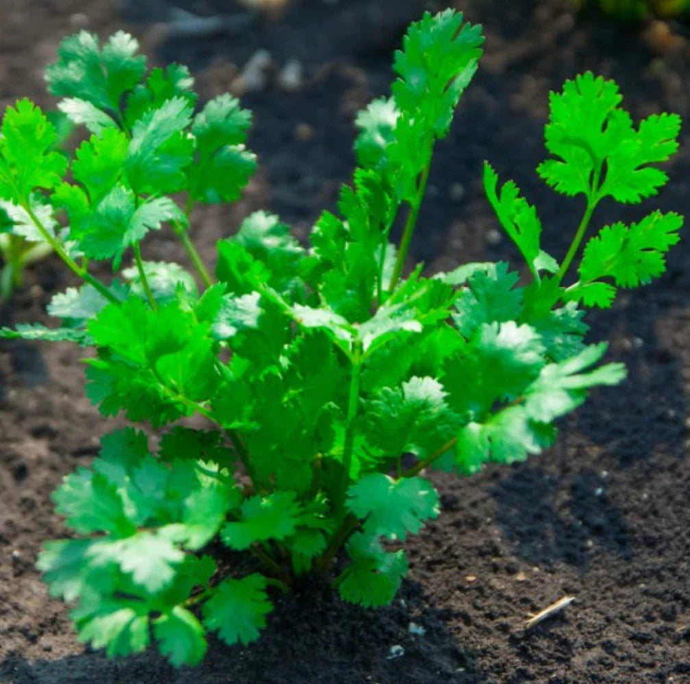 Cilantro Seeds 1000 Pack | Non-GMO Coriander Seeds | Fresh Culinary Herb | Coriandrum sativum