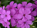 Gisele Purple Phlox Seeds - 100+ Count - Perfect for Garden Planting - Phlox paniculata