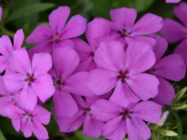 Gisele Purple Phlox Seeds - 100+ Count - Perfect for Garden Planting - Phlox paniculata