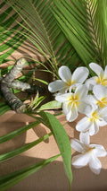 Hawaiian Plumeria Plants - 5 Elegant Frangipani Temple Trees - White & Yellow Flowers - Plumeria spp.