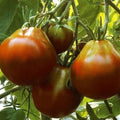 Black Truffle Tomato Seeds - 100+ Indeterminate Vegetable - Pear Shaped Fruit - Solanum lycopersicum