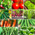 Vegetable Seeds Mix - 10" Gardener's Favorites, Non-GMO, Ideal for 2025 Planting, Heirloom Varieties