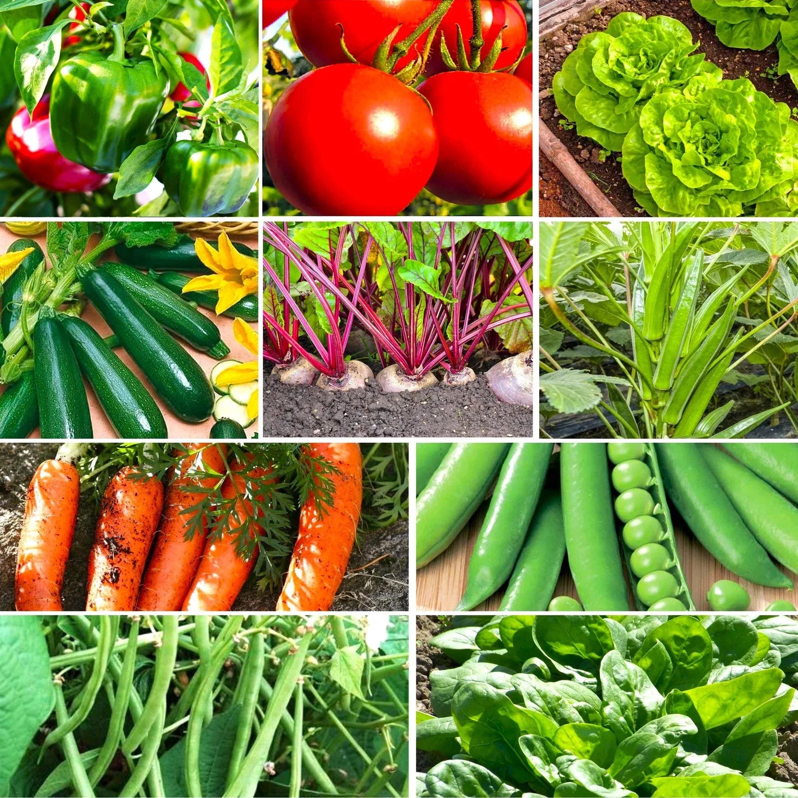 Vegetable Seeds Mix - 10" Gardener's Favorites, Non-GMO, Ideal for 2025 Planting, Heirloom Varieties