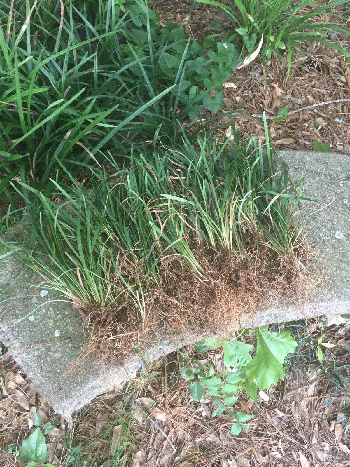 50 Bare Root Monkey Grass Plants, Evergreen Border Plants, Liriope muscari - Shipped with Roots