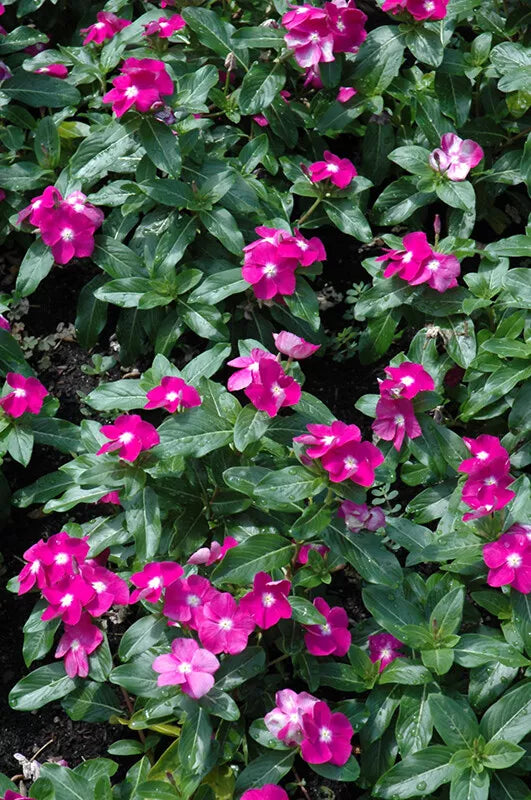 Vinca Seeds 500 Count Hotlik Purple Eye (Catharanthus roseus) - Non-California Shipping