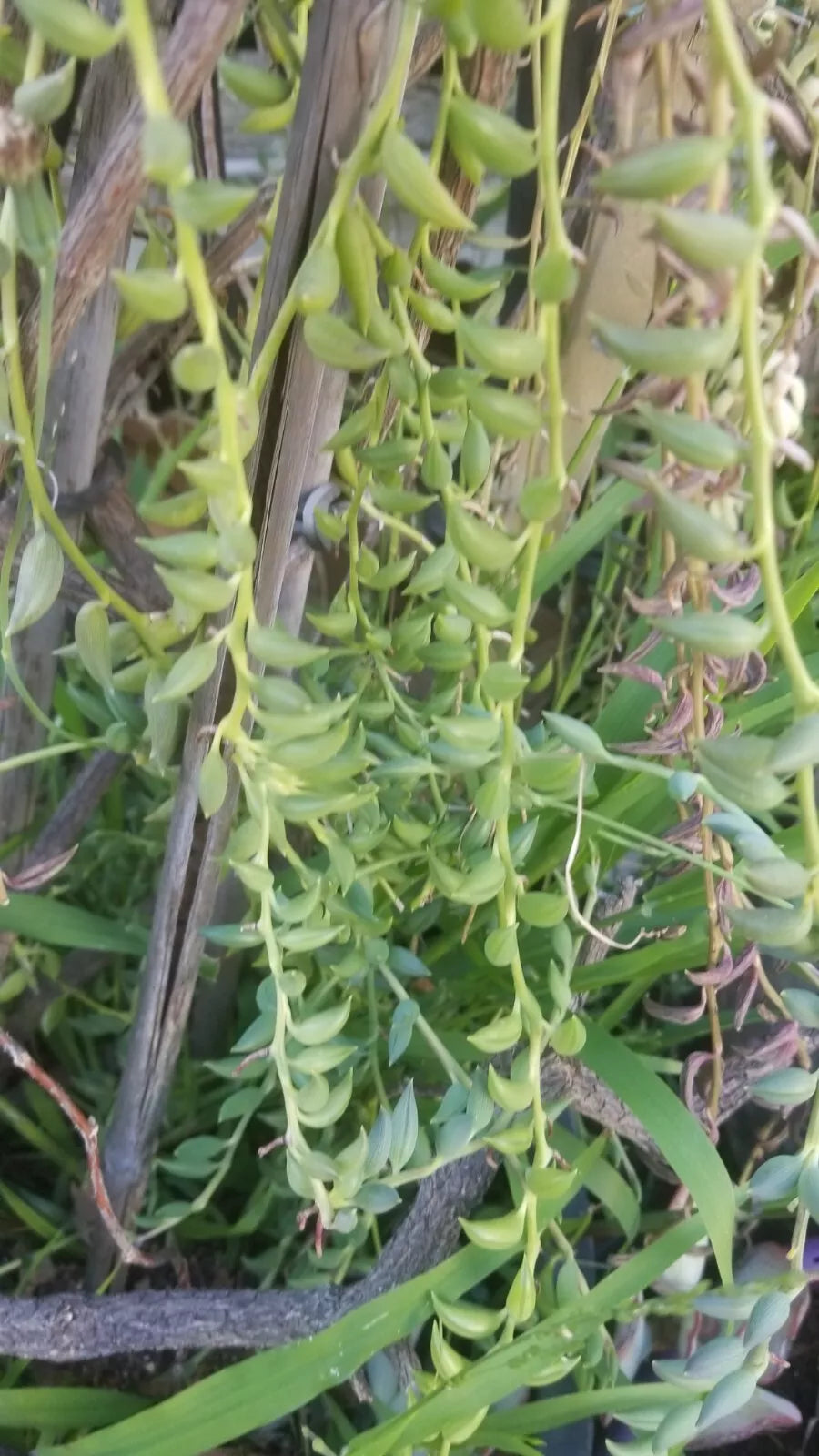 String of Bananas Cuttings - 5 Pack - Senecio radicans - Easy Care Succulent for Home Decor and Gardens