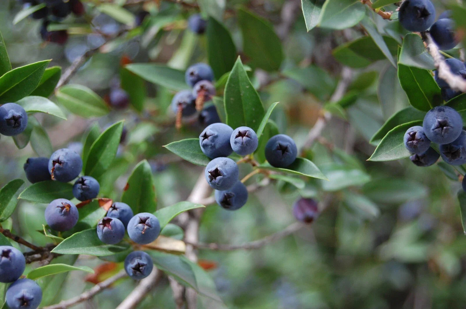 True Blue Sweet Myrtle Seeds - 30 Count - Myrtus communis L. - Aromatic Herb for Gardens and Landscaping