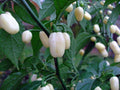 Habanero Pepper Seeds 30+ Non-GMO White Hot Capsicum Chinense USA
