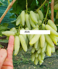 Seedless Grape Vine Cuttings - 5 Rooting/Grafting Cuttings - Asia Variety - Imported from Ukraine