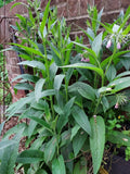 Whole Semi-Dry Comfrey Leaves 2024 Harvest for Salves, Herbs, Creams, Baths - Symphytum officinale