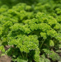 Moss Curled Parsley Seeds - Non-GMO, 1000 Seeds - Petroselinum crispum