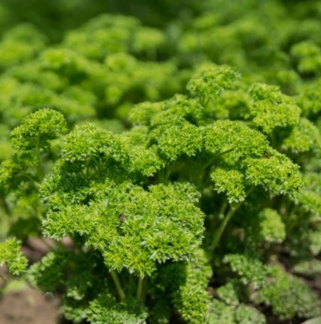 Moss Curled Parsley Seeds - Non-GMO, 1000 Seeds - Petroselinum crispum