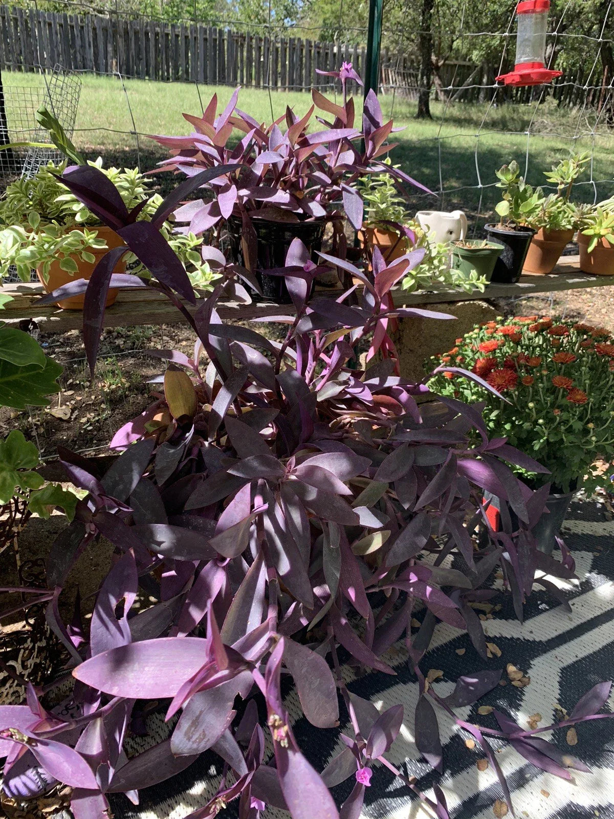 Purple Heart Wandering Jew Cuttings - 5+ Tradescantia Pallida Purpurea Live Plant for Propagation or Houseplant Decor