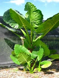 Elephant Ear Taro Plant Starter - Borneo Giant - Alocasia Macrorrhiza Rooted - Tropical Foliage Decor