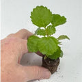 Plectranthus Swedish Ivy Green Live Rooted Starter House Plants - Buy 2 Get 1 Free - Indoor Plant for Home Decor