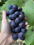 Everest Grape Cuttings - 4 Healthy 2-3 Node Cuttings for Grafting or Rooting - Vitis vinifera