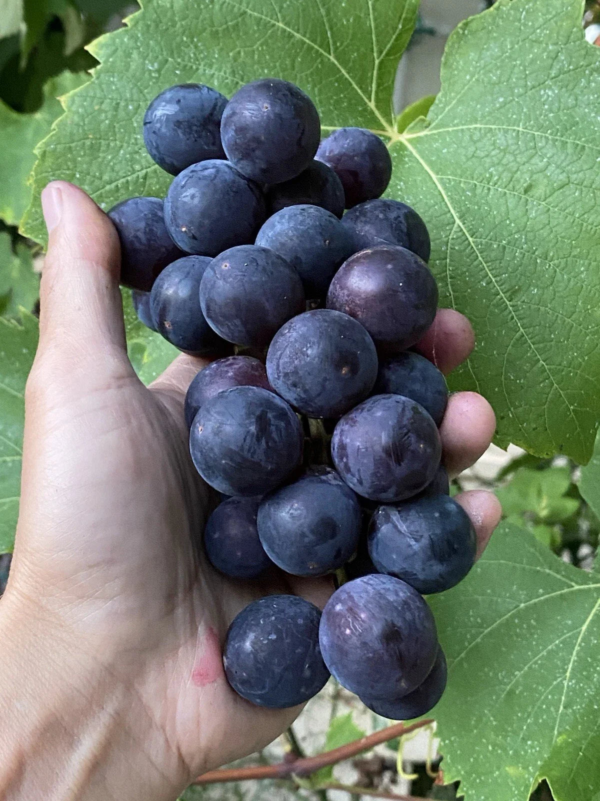 Everest Grape Cuttings - 4 Healthy 2-3 Node Cuttings for Grafting or Rooting - Vitis vinifera