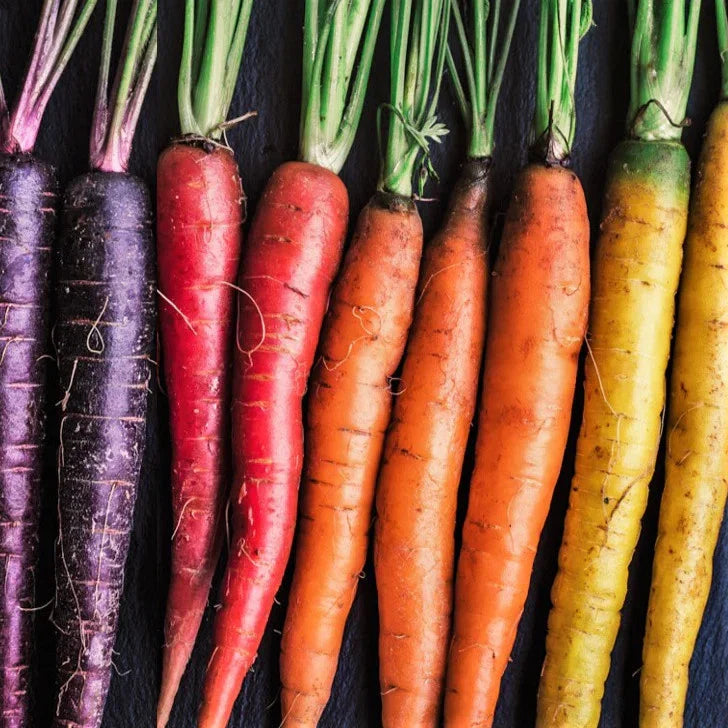 Rainbow Mix Carrot Seeds 500+ Count - Purple Red Yellow Varieties - Daucus carota for 2025 Planting
