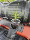 Slash Pine Tree Live Plant - 3 Gallon - Fast Growing Stately Shade - Pinus elliottii - Ideal for Florida Gardens