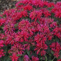 Cherry Pops Bee Balm 100 Seeds - Monarda didyma - Hummingbird Attracting Flower Seeds