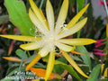 Epiphyllum Cuttings - Unrooted 8-10 inches - Petey Kelly Variety - Epiphyllum spp.