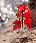Red Maple Starter Live Tree 4+ Inches - Acer Rubrum - Vibrant Red Foliage, Hardy Landscape Plant