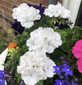 Snow White Zonal Geranium Cuttings - Pelargonium 'Hint of Pink' - 8 Rooting Plants for Indoor/Outdoor Gardening