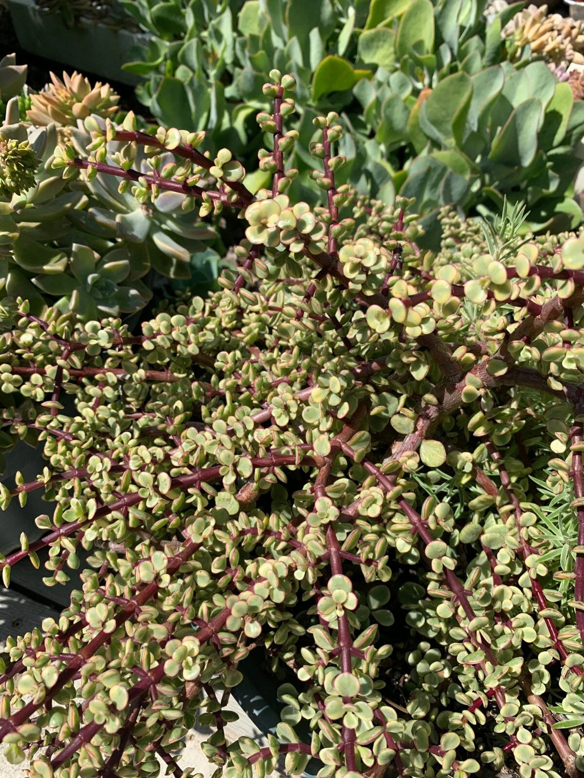 Rare Variegated Elephant Bush Mini Jade Cuttings - 6 Pack - 5” Long - Portulacaria afra