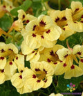 Troika Cream Nasturtium Seeds - 50+ Pack for Garden Planting - Tropaeolum majus - USA Grown