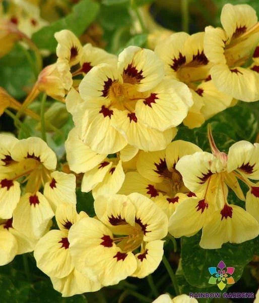 Troika Cream Nasturtium Seeds - 50+ Pack for Garden Planting - Tropaeolum majus - USA Grown