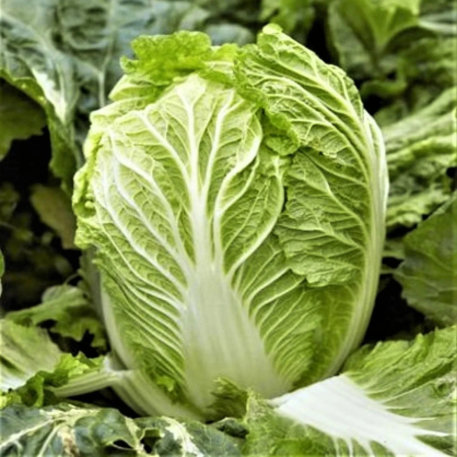 Yong Chinese Napa Cabbage Seeds - 500+ Count Non-GMO - Brassica rapa subsp. pekinensis - Ideal for 2025 Planting