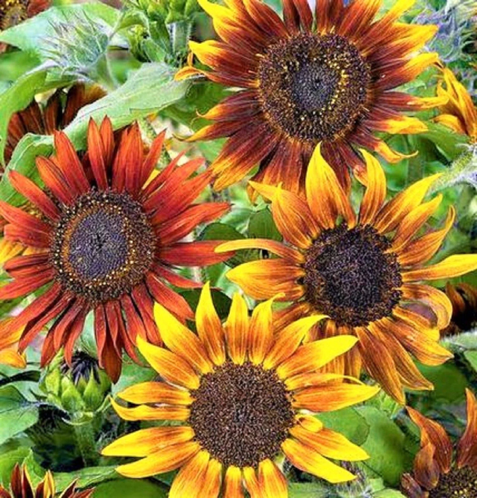 Mardi Gras Sunflower Seeds - 50+ Seeds - Helianthus annuus - Colorful Tall Variety for Vibrant Gardens
