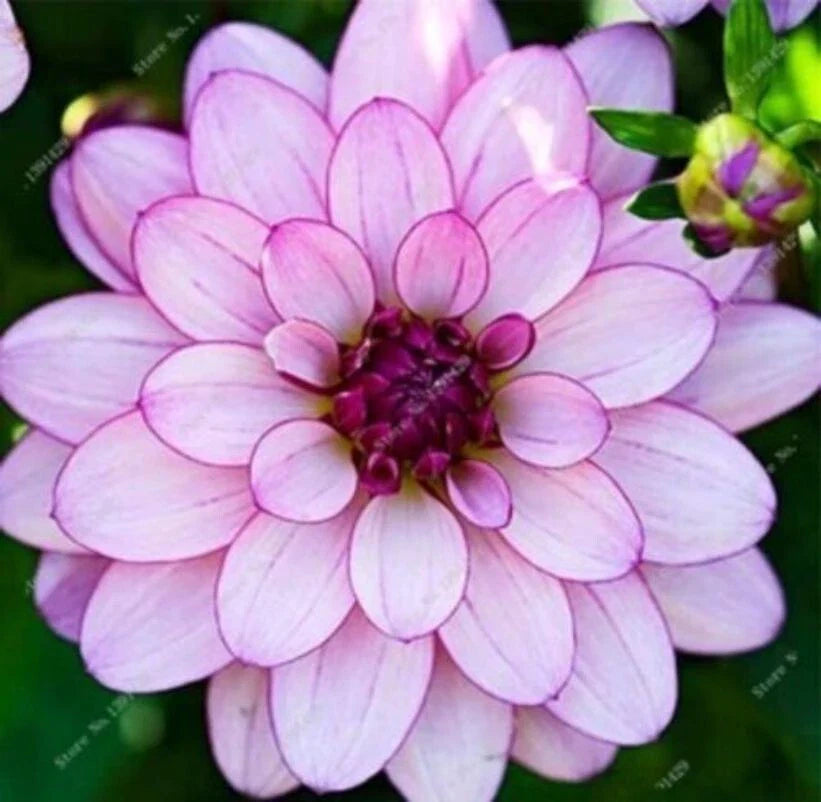 Perennial Dahlia Flower Seeds 20PCS - Rare Beautiful Variety - Garden Plant Seeds - Dahlia spp.