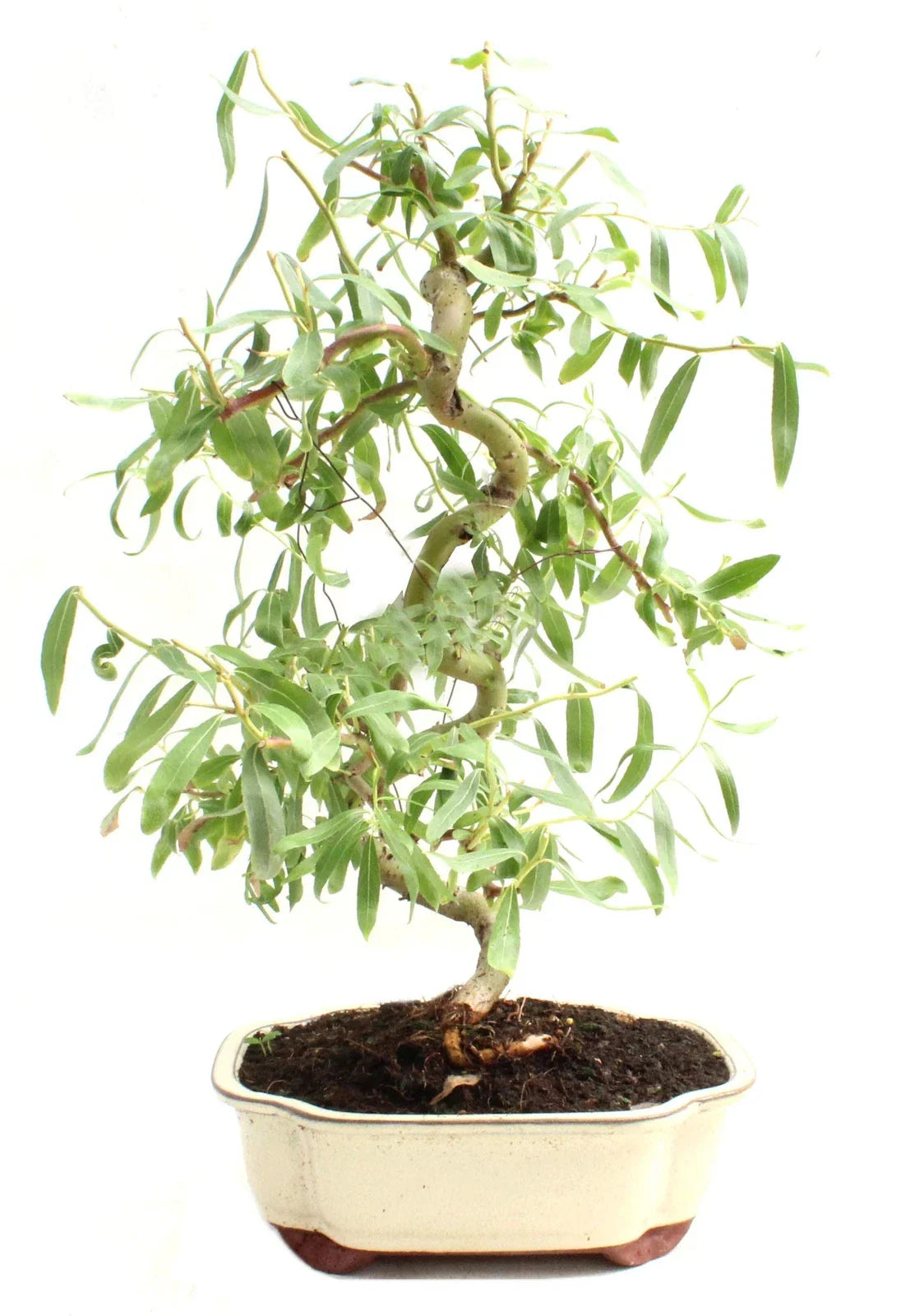 Bonsai Tree Cutting - Dwarf Japanese Curly Willow - Rare Fast Growing - Salix Matsudana