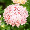 Peony Seeds | Duchess Apricot | Non-GMO | Paeony 1233
