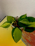 Philodendron Brazil Live Plant, 3 Inch Pot, Well Established Roots, Philodendron hederaceum