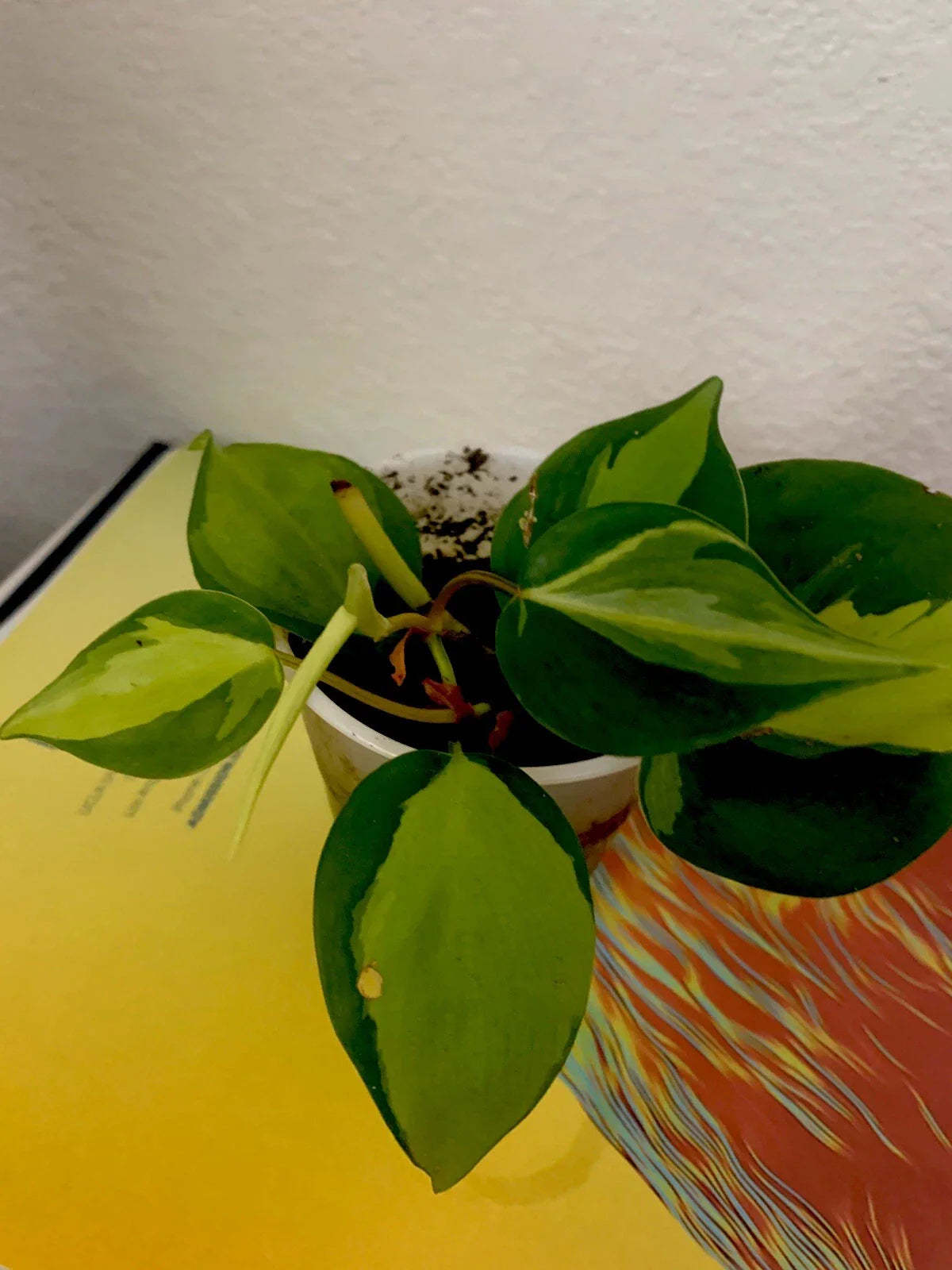 Philodendron Brazil Live Plant, 3 Inch Pot, Well Established Roots, Philodendron hederaceum