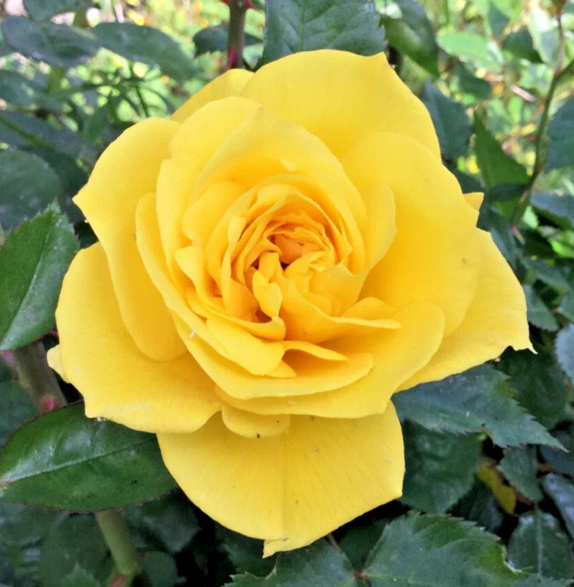 Yellow St. Patrick Rose Cuttings - 3 Stem Cuttings for Rooting/Grafting - Rosa 'St. Patrick'