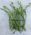 Sweet Potato Slips - 10 Rooted Vines - Fresh Cutting - Ipomoea batatas