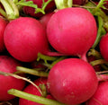 German Giant Radish Seeds - Large Red Globe Vegetable Seeds - Crimson Variety - Raphanus sativus