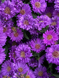 Purple Gem Marigold Seeds - 25+ Pack for Garden Planting - Tagetes patula - USA Grown, Non-GMO, Free Shipping