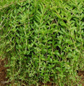 Sedum Sarmentosum Cuttings - 70 Fast Growing Creeping Perennial Live Plants