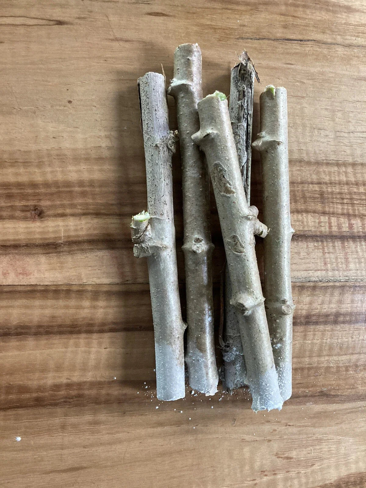 Yuca Cassava Stem Cuttings - 5 Fresh Healthy Cuttings  - Manihot esculenta