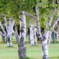 White Paper Birch Tree Seeds | Betula Pendula | European Hardwood Tree Seed 2025