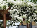 Live Bougainvillea Starter Plant - Key West White Variety - Well Rooted Plug - Bougainvillea spp. - USA Seller