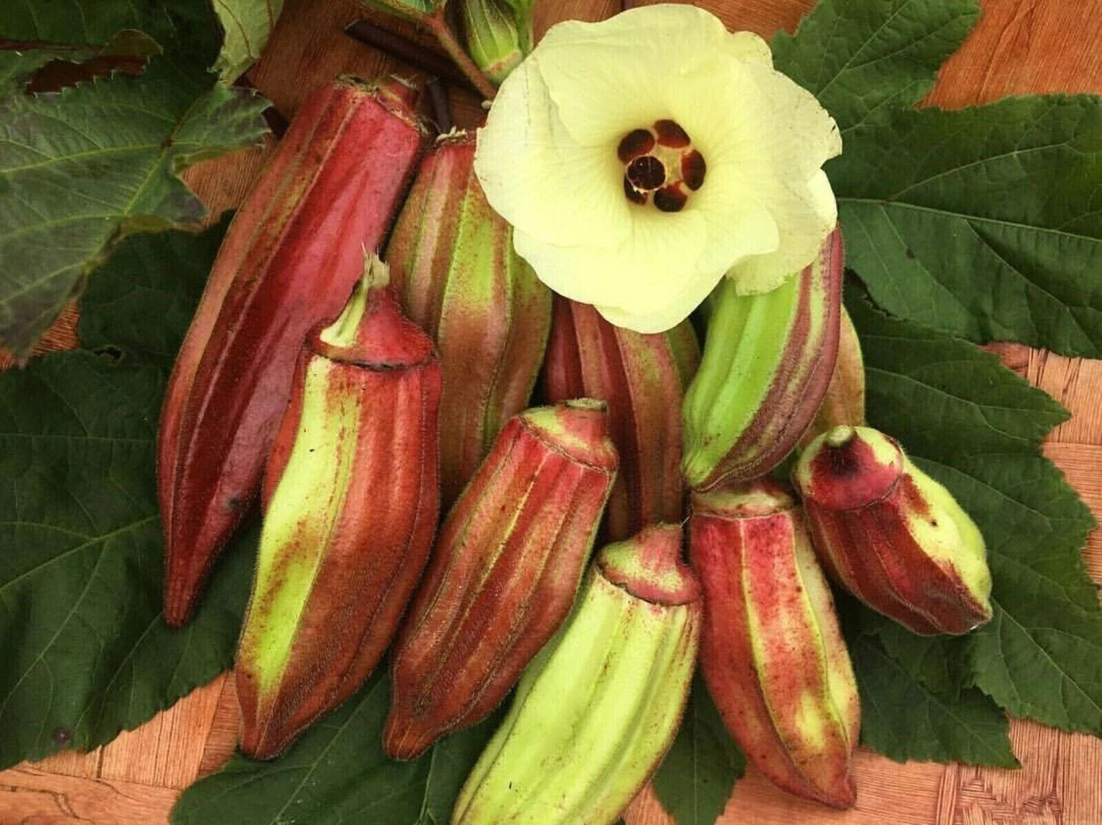 Texas Hill Country Red Okra Seeds - 50+ Heirloom Non-GMO - Abelmoschus esculentus