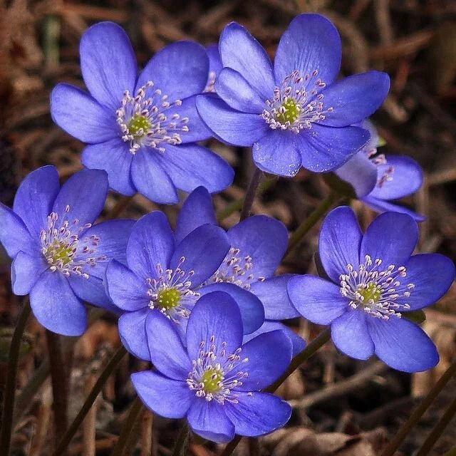 Hepatica Bare-root Plant | Blue Flowering Anemone hepatica | Perennial Ground Cover