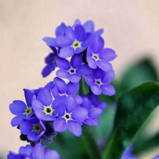 Forget Me Not Seeds - Indigo Blue Perennial Groundcover - Non-GMO - 200 Seeds - Myosotis sylvatica