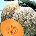 Organic Hales Best Jumbo Cantaloupe Seeds - 25+ Heirloom Seeds for Home Gardening - Cucumis melo