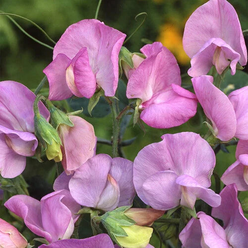 Royal Lavender Sweet Pea Seeds | Pink & Purple Flowers | Lathyrus odoratus